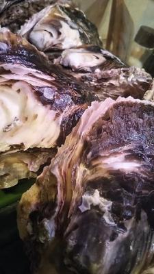 徳島産天然岩牡蠣